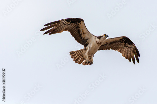 Flying Osprey on a white cloudy summer day