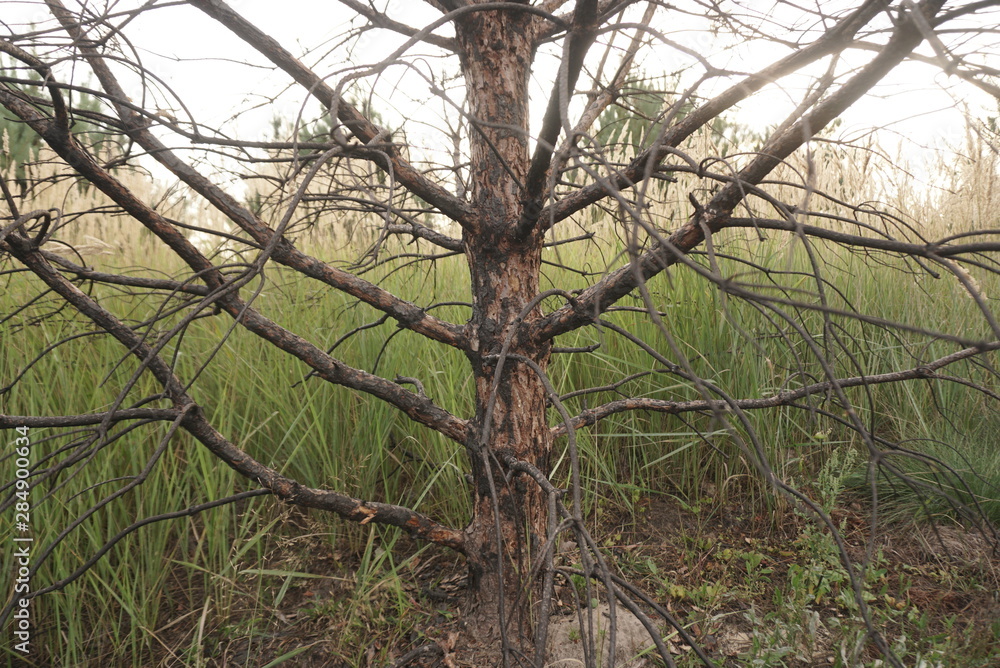 A Fragment Of Dry Charred Wood After A Forest Fire. Burnt Tree A Fragment Of Dry Charred Wood After A Forest Fire. Burnt Tree