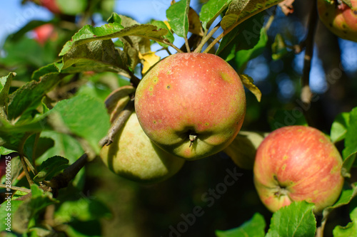 Drei reife Äpfel vom Boskoop (Boskop) am Baum, in Nahaufnahme