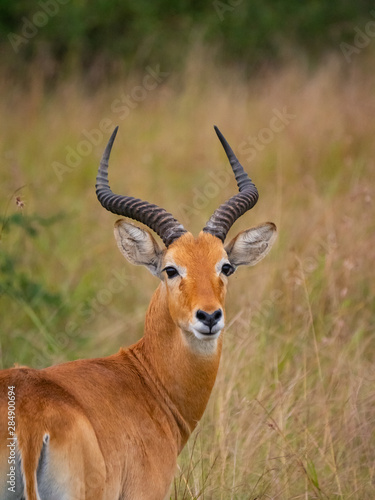 Impala in Queen Elizabeth National Park, Uganda © hyserb