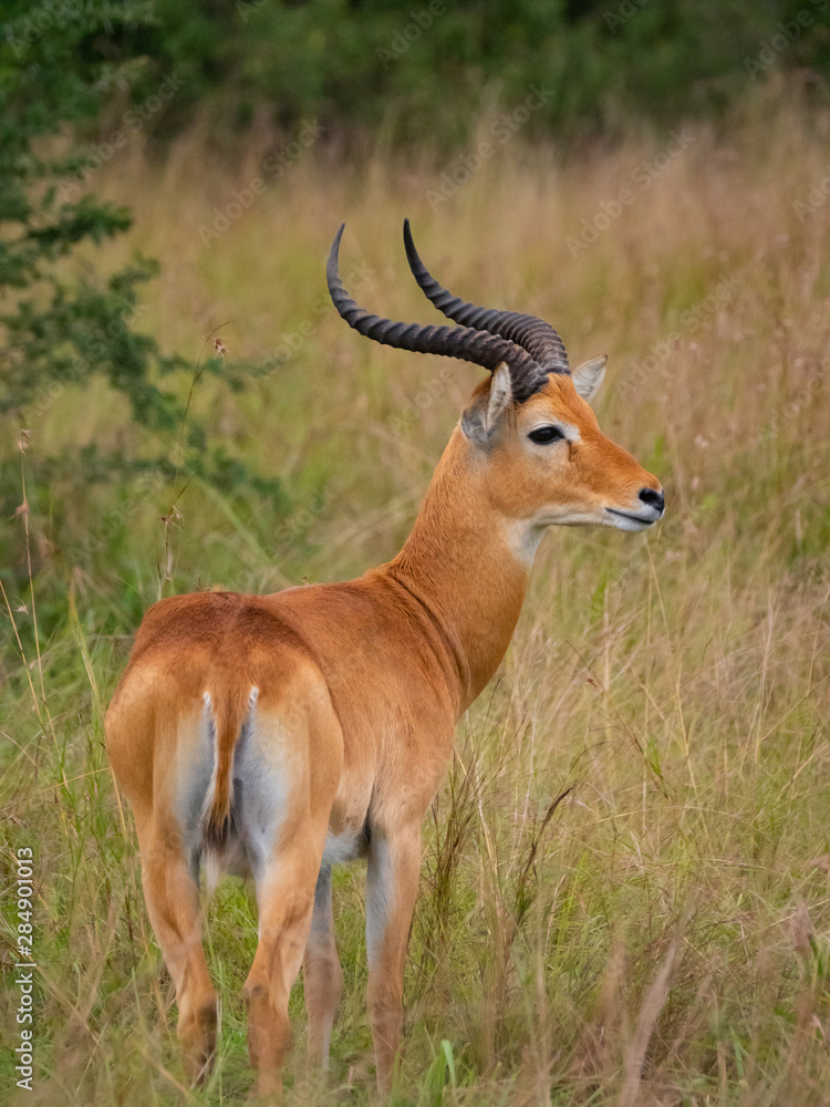 Impala in Queen Elizabeth National Park, Uganda Impala in Queen Elizabeth National Park, Uganda