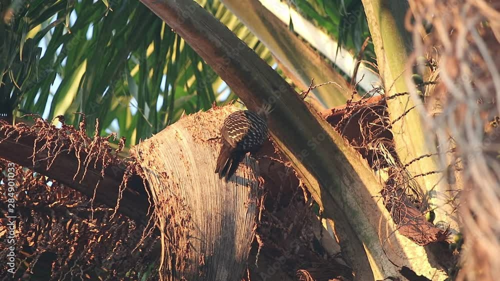 Pica-pau, pica pau de cabeça amarela
