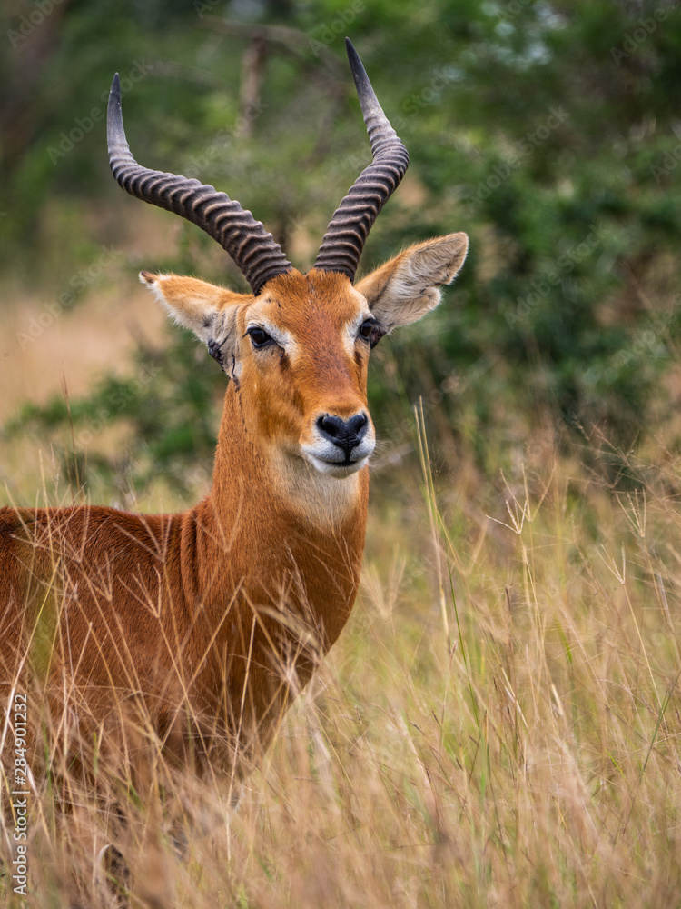 Impala in Queen Elizabeth National Park, Uganda Impala in Queen Elizabeth National Park, Uganda