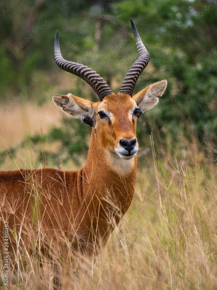 Impala in Queen Elizabeth National Park, Uganda Impala in Queen Elizabeth National Park, Uganda