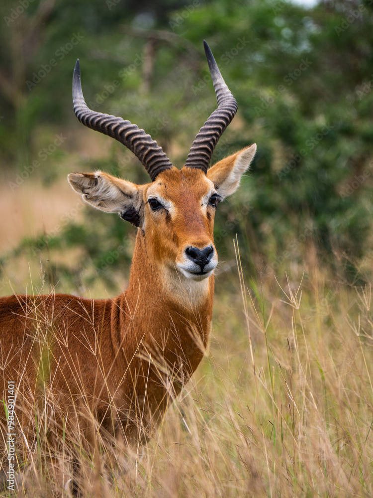 Impala in Queen Elizabeth National Park, Uganda Impala in Queen Elizabeth National Park, Uganda