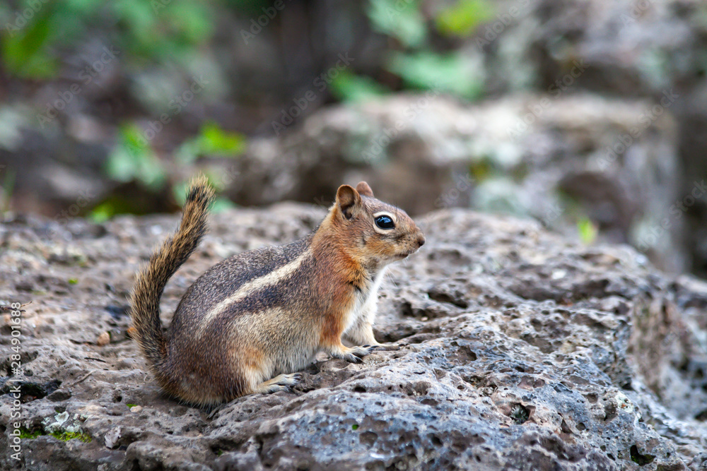 Striped tail chipmunk on a black lava rock Striped tail chipmunk on a black lava rock