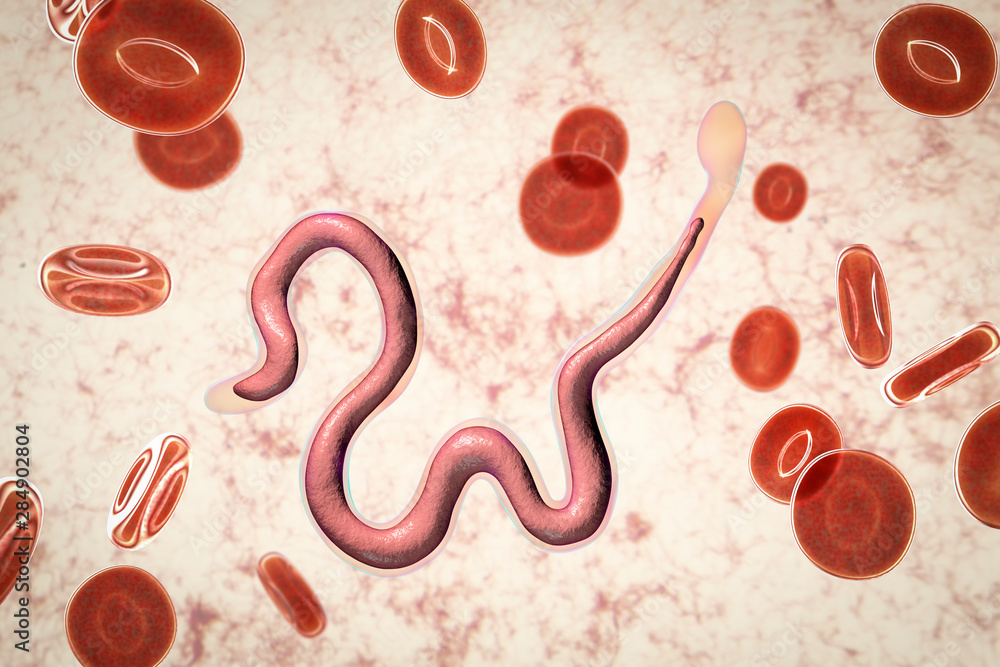 Fototapeta premium Brugia malayi in blood, a roundworm nematode, one of the causative agents of lymphatic filariasis, 3D illustration