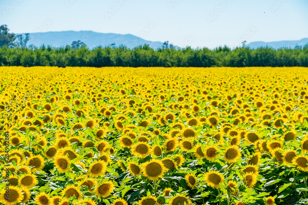 Obraz premium Sunflowers
