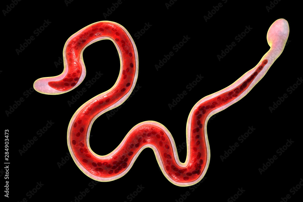 Fototapeta premium Brugia malayi, a roundworm nematode, one of the causative agents of lymphatic filariasis, 3D illustration showing presence of sheath around the worm and two non-continous nuclei in the tail tip