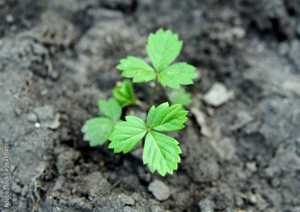 Strawberry seedlings grown from seeds and planted in the ground
