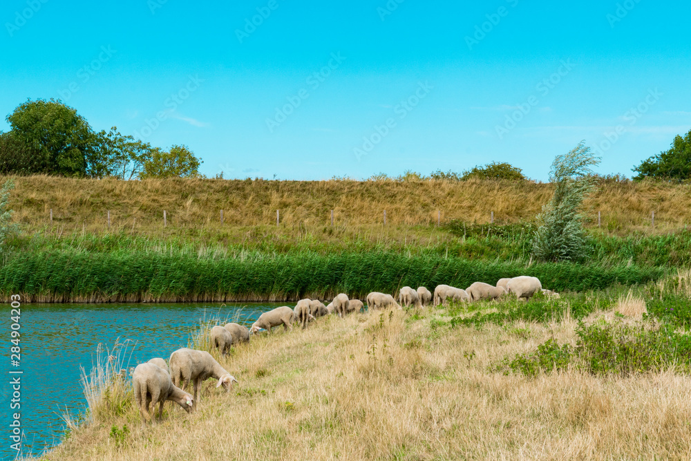 grazing sheep along water in Veere, The Netherlands grazing sheep along water in Veere, The Netherlands