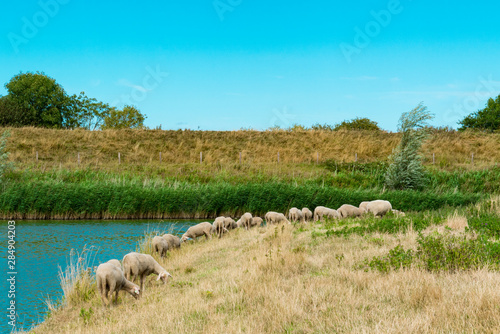 grazing sheep along water in Veere, The Netherlands