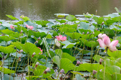 Beautiful lotus flowers with minted in its natural habitat, against the background of its leaves. Medium plan.