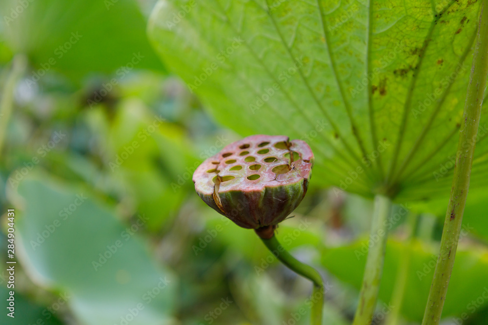 Faded Lotus Seed Boxes, Close-up Faded Lotus Seed Boxes, Close-up