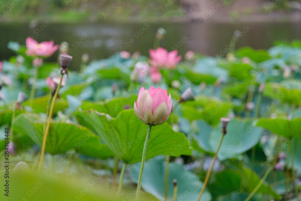 Beautiful lotus flowers with minted in its natural habitat, against the background of its leaves. Medium plan. Beautiful lotus flowers with minted in its natural habitat, against the background of its leaves. Medium plan.