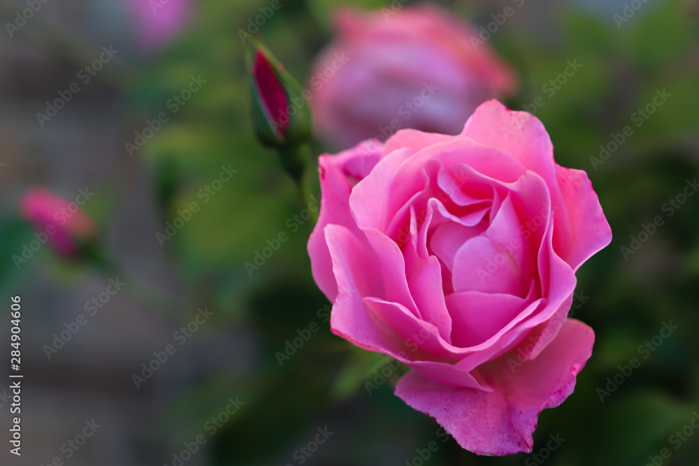 Morning Rose Morning Rose