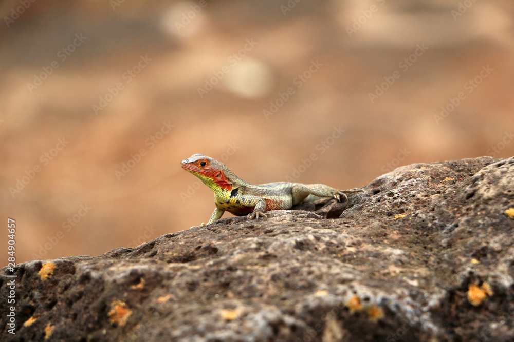 Lizard on the island of Santa Cruz Galapagos Lizard on the island of Santa Cruz Galapagos