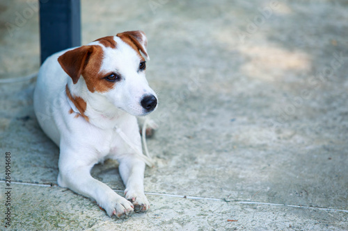 Dog breed Jack Russell Terrier