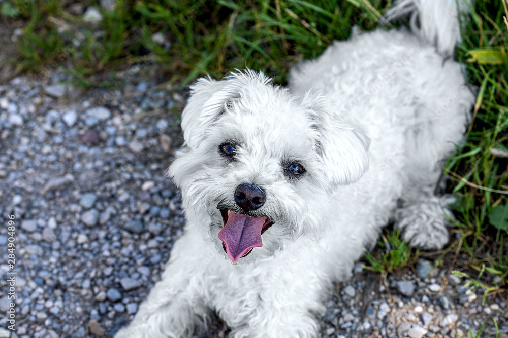 portrait cute white Maltese dog portrait cute white Maltese dog