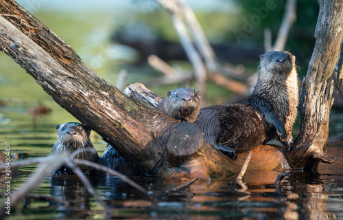 Fototapeta Naklejka Na Ścianę i Meble -  Otter Family 4