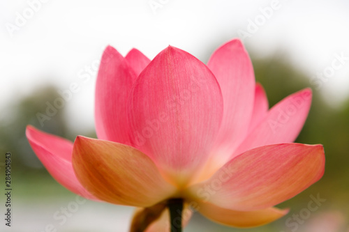 Beautiful very large shot Lotus flower  close-up