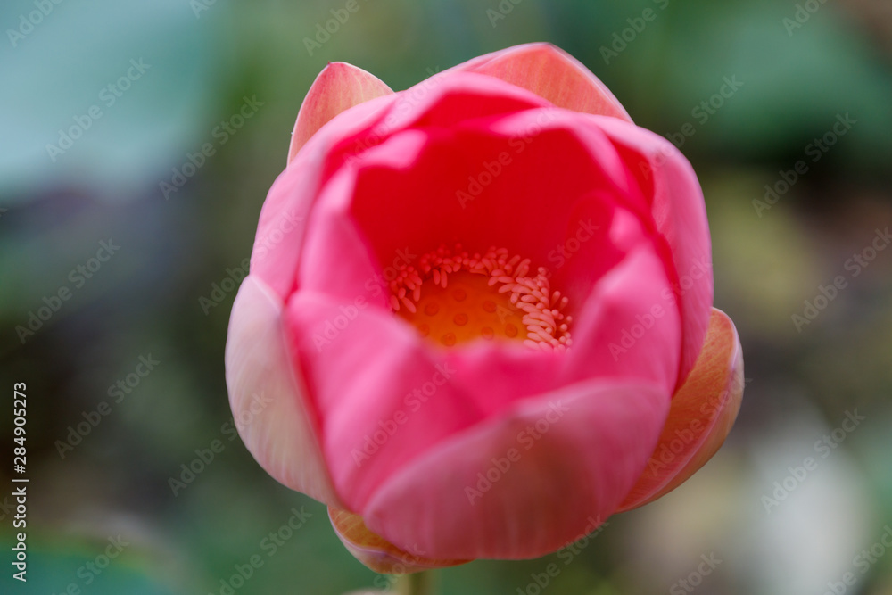 Beautiful bud of an unopened lotus flower, on a background of leaves, close-up Beautiful bud of an unopened lotus flower, on a background of leaves, close-up