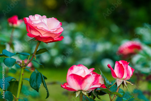 pink flowers in the garden