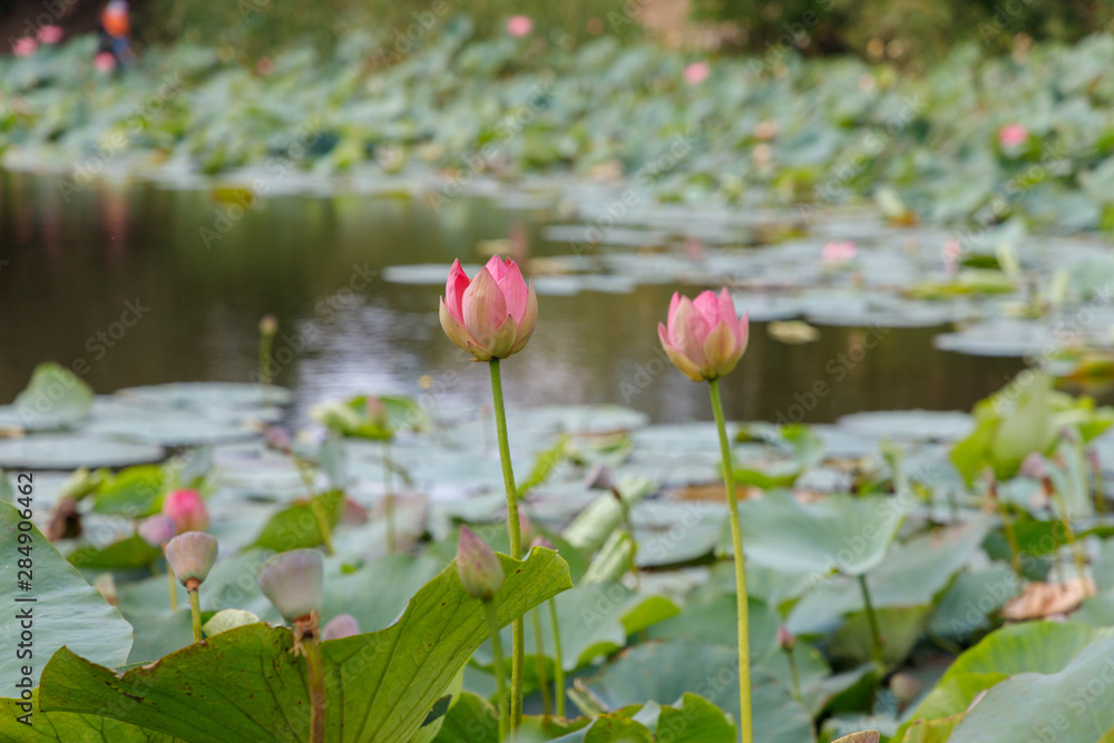 Beautiful lotus flowers with minted in its natural habitat in a small pond, general plan