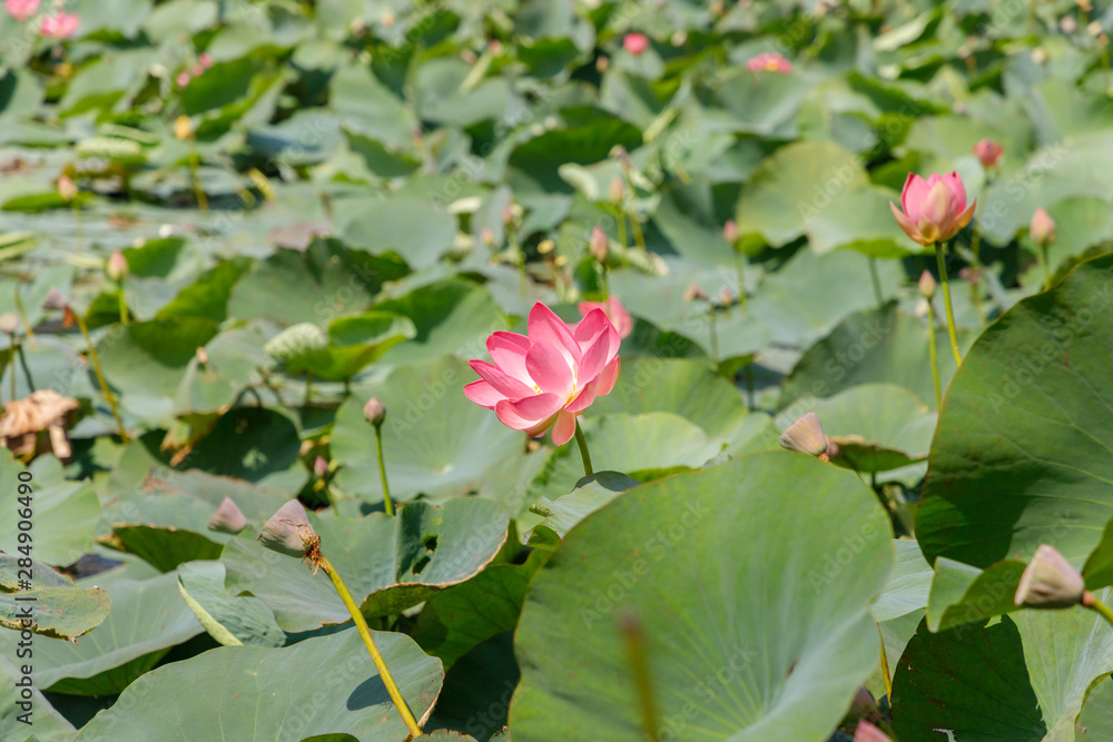 Beautiful lotus flowers with minted in its natural habitat, against the background of its leaves. Medium plan. Beautiful lotus flowers with minted in its natural habitat, against the background of its leaves. Medium plan.