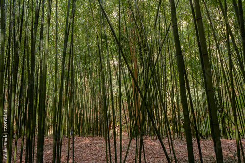 a bamboo forest in the old town of El Pobal, em Vizcaya photo