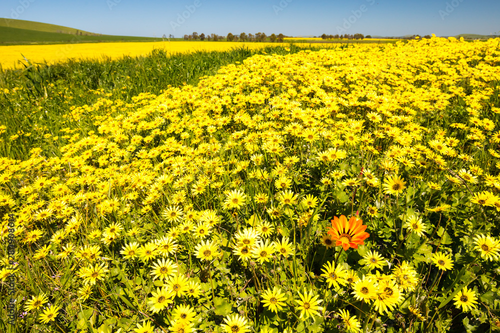 Fototapeta premium Fields of Wildflowers in Australia