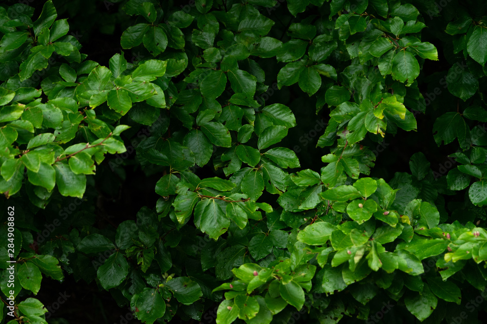 Green lush background. Tropical vegetation backdrop Green lush background. Tropical vegetation backdrop
