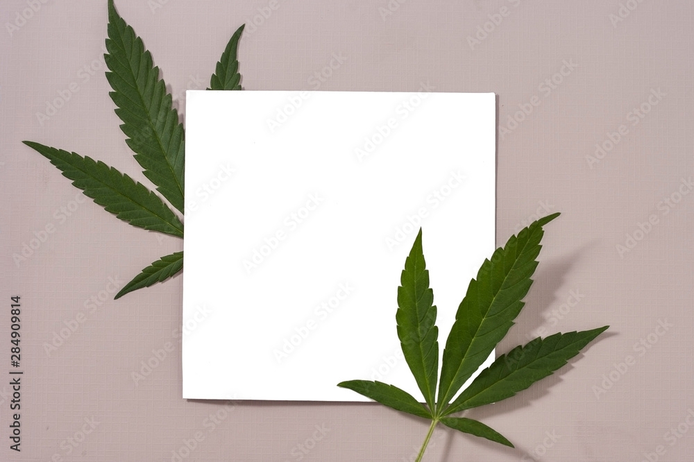 Green leaves of cannabis on a white square in the center of the frame on a beige and pink background. Creative layout.
