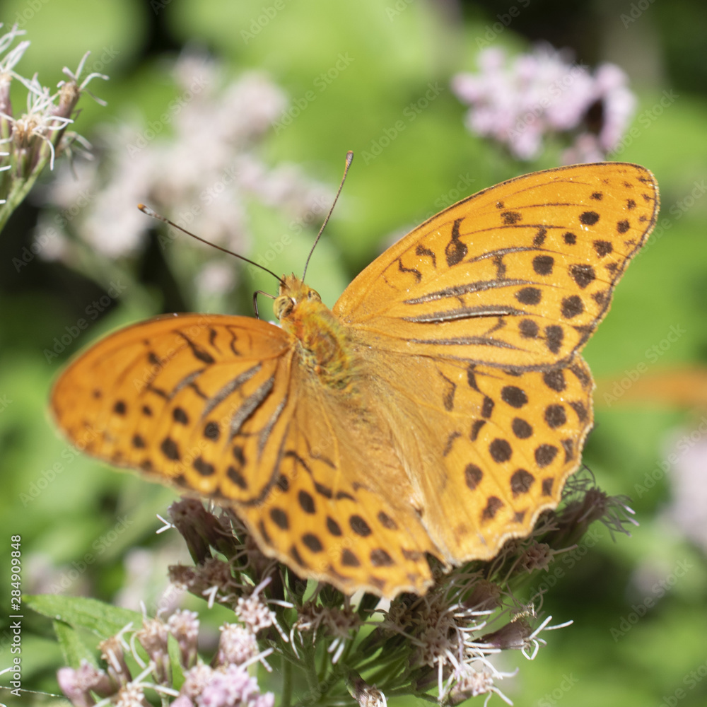 butterfly resting on flower at Vallepietra, Parco dei Monti Simbruini, Italy butterfly resting on flower at Vallepietra, Parco dei Monti Simbruini, Italy