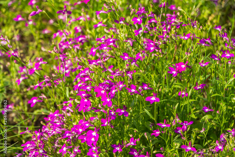 Group of red and white Lobelia erinus or edging lobelia or garden lobelia or trailing lobelia flowers is on a green blurred background