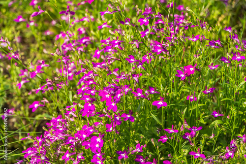 Group of red and white Lobelia erinus or edging lobelia or garden lobelia or trailing lobelia flowers is on a green blurred background