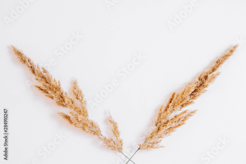 Dry grass on a white background. Greeting card concept, place for text. View from above