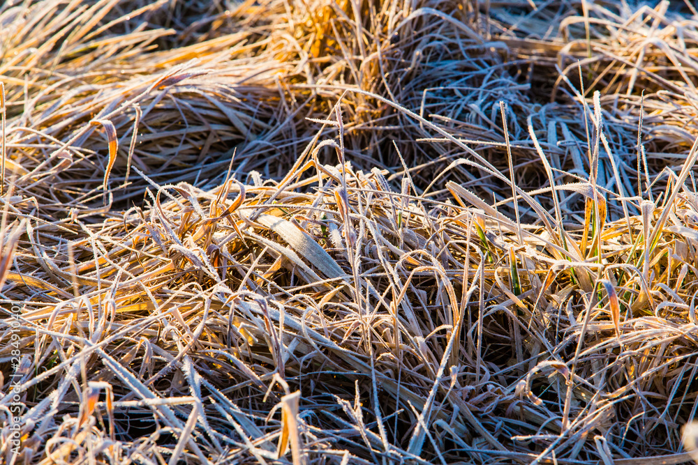 Dry grass white with frost texture. Morning in fall concept. Weather transition Dry grass white with frost texture. Morning in fall concept. Weather transition