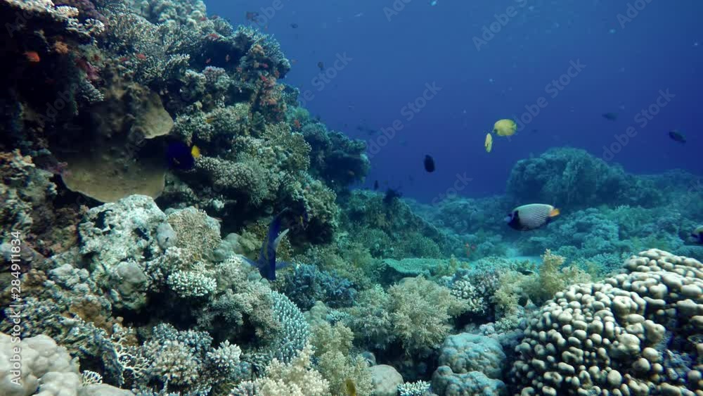 Life in the ocean. Tropical fish and coral reefs. Beautiful corals. Life in the ocean. Tropical fish and coral reefs. Beautiful corals.