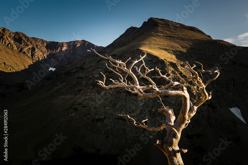 A gnarled long dead Whitebark pine (Pinus albicaulis), Scenic Point hike, Glacierr National Park, Montana, USA. photo