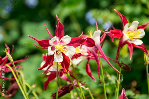 Photographie Aquilegia flower on natural green background