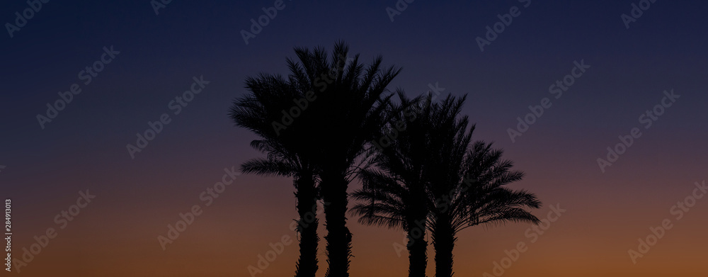 dark palm trees silhouette tropic nature scenery landscape view on evening sunset blue and orange sky background, romantic atmospheric wallpaper pattern with empty space for copy or text