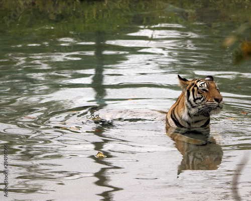 Female Bengal tiger looking out from where she is relaxing in the water