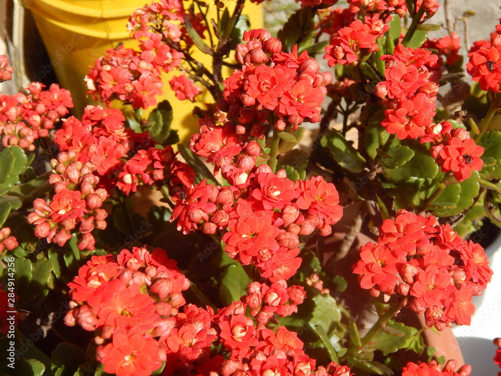 red flowers in the garden red flowers in the garden
