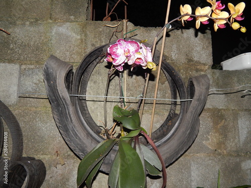 bicycle and flowers