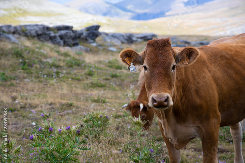 vacas y toros en las monta  as de los pirineos en espa  a