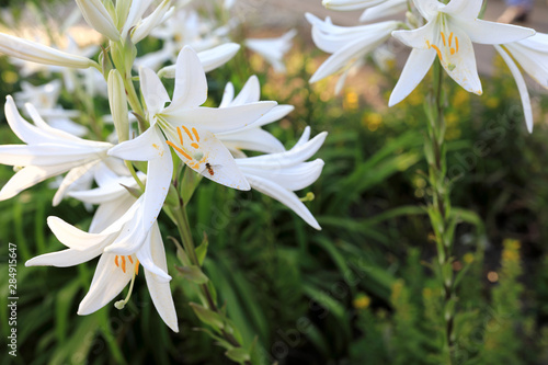 View of blooming lilies