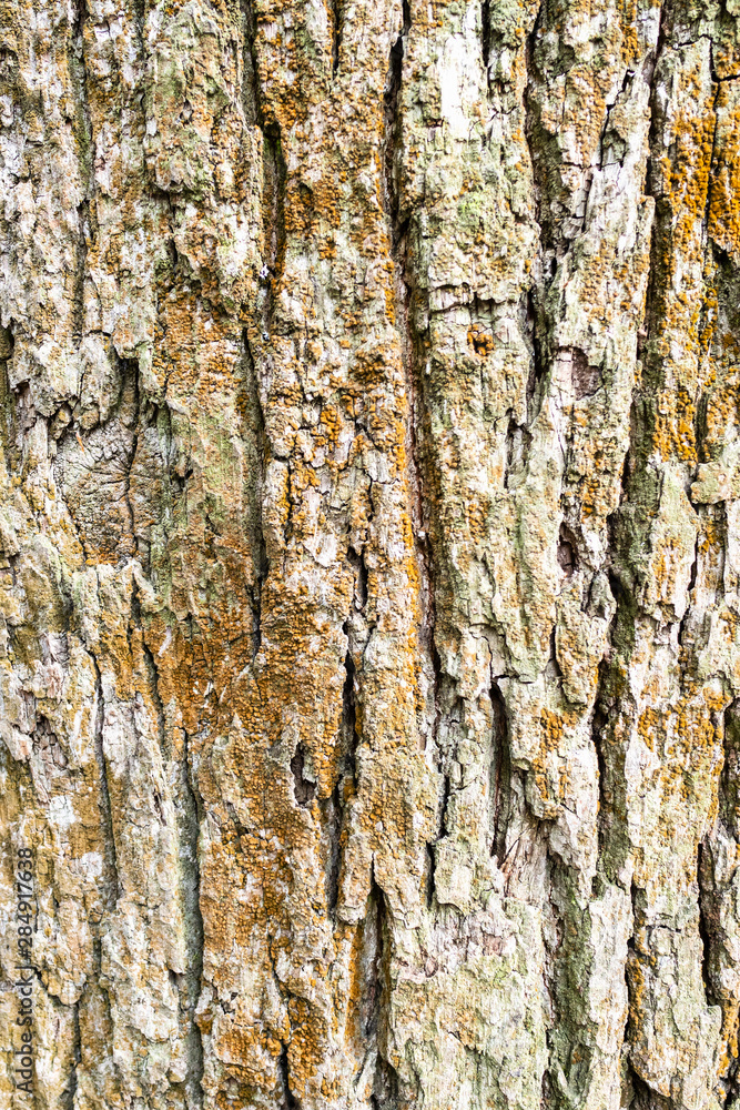 vertical background - bark of old oak tree vertical background - bark of old oak tree