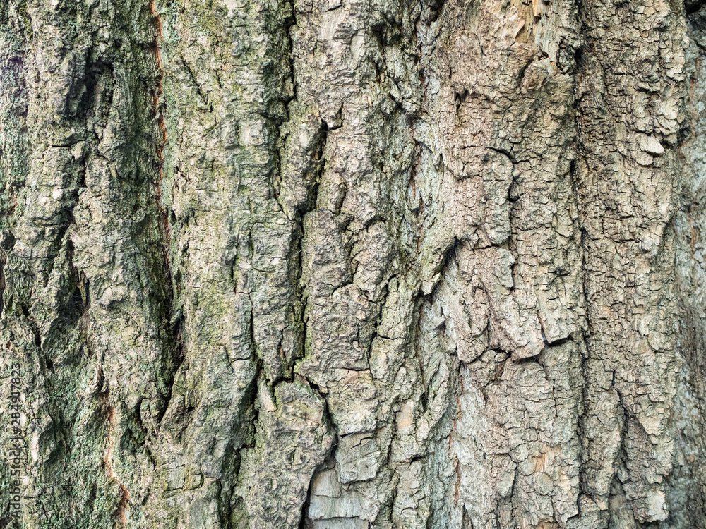 horizontal background - bark of mature poplar tree horizontal background - bark of mature poplar tree