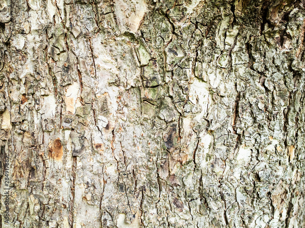 horizontal background - bark of mature elm tree horizontal background - bark of mature elm tree